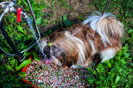 dog shih tzu drinking water from a tap