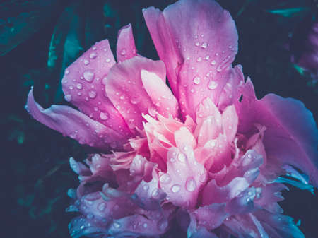 beautiful blooming peonies with dewdropsの写真素材