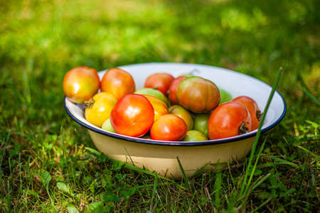 fresh tomatoesの写真素材