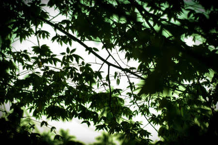 Leaves behind the sunlightの写真素材