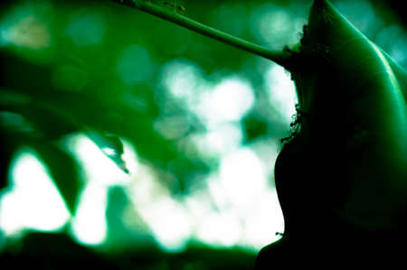 Shadow Of Red Antの写真素材