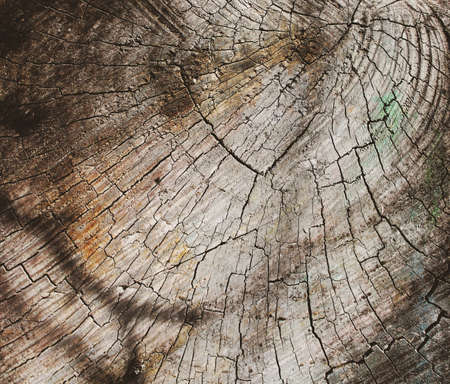 texture of old wood cut, wood grungeの写真素材