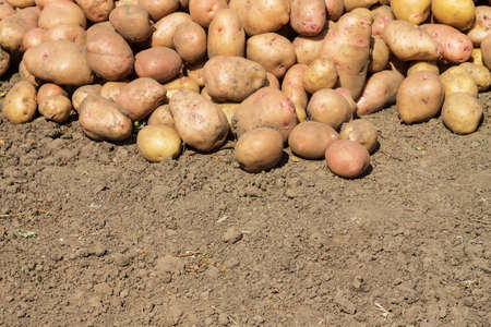 potatoes smeared with dirt lying on the groundの写真素材