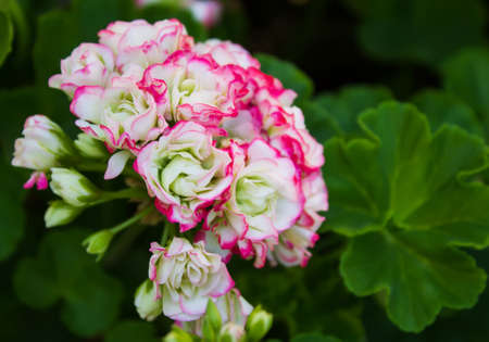 white-pink geraniums closeup on a background of green foliageの写真素材