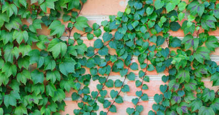 green ivy on a brick wall braiding