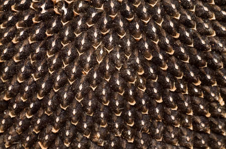 background texture of a flower of sunflower seeds closeup...