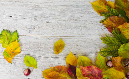 white wooden background with frame corner of colorful autumn leaves