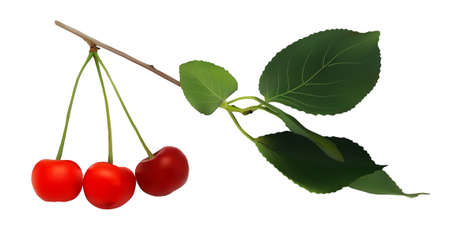 branch with berries and leaves of cherryのイラスト素材