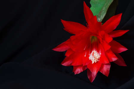 Epiphyllum large flower on a background of black cloth with pleatsの写真素材