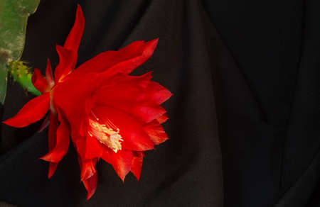 Epiphyllum large flower on a background of black cloth with pleatsの写真素材