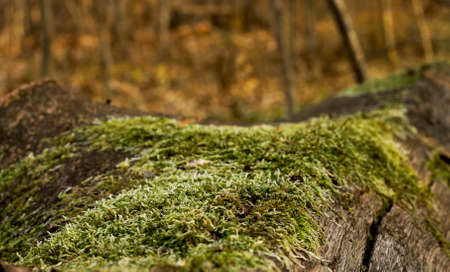 moss on a log close up on blurred backgroundの写真素材