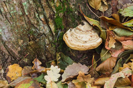 mushroom growing on tree in autumn  forest. Fomes fomentarius
