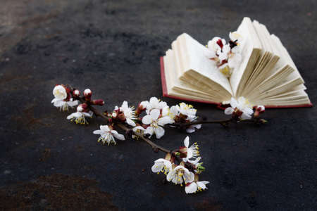 branch of blossoming apricot with grunge metal background with blurred open book. Toned photo. shallow depth of fieldの写真素材