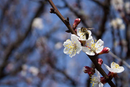 Flowering branch of apricot with a bee in the blurry background. candid photosの写真素材