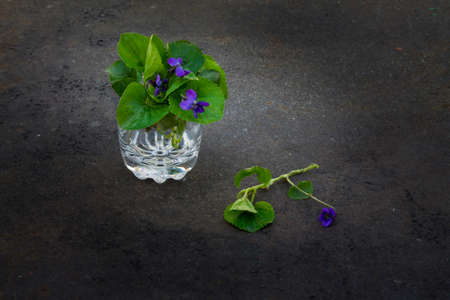 bouquet of violets in glass on a dark grunge metal background.  Toned photoの写真素材