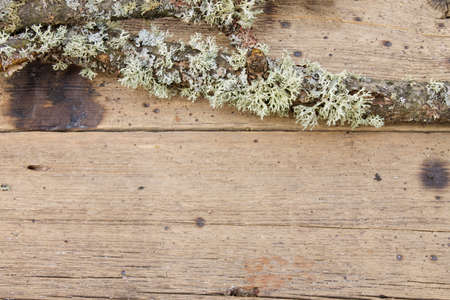 Wooden background blur with a branch covered with mossの写真素材