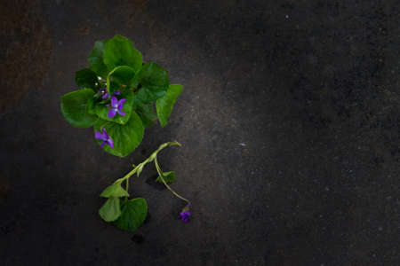 bouquet of violets on a dark grunge metal background. Top view . Toned photo