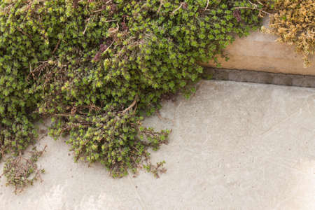 background of decorative garden green lichen on a concrete surface closeup. Soft focus.の写真素材