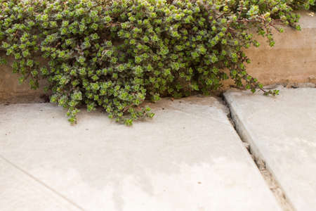 decorative garden green moss with leaves on a concrete curb closeup. Soft focus.の写真素材