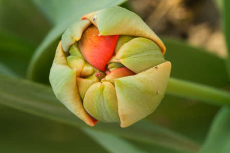 unopened tulip bud closeup on the blurry backgroundの写真素材