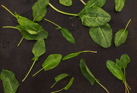 fresh sorrel leaves scattered on a dark metallic background. blackout photoの写真素材