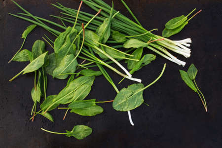 green onions and sorrel leaves scattered on a dark orange background. blackout photoの写真素材