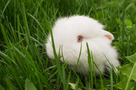 white baby rabbit closeup on green grass. Unusual camera angleの写真素材
