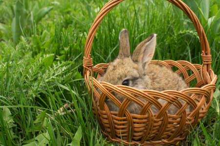 brown small rabbit baby in a basket on the green grass. Soft focusの写真素材