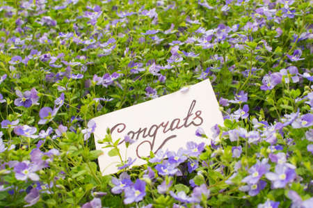 card with handwritten text - Congrats on a background of small blue flowers with leavesの写真素材