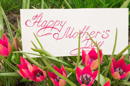 card with handwritten text - Happy Mother's Day on the background of pink tulips