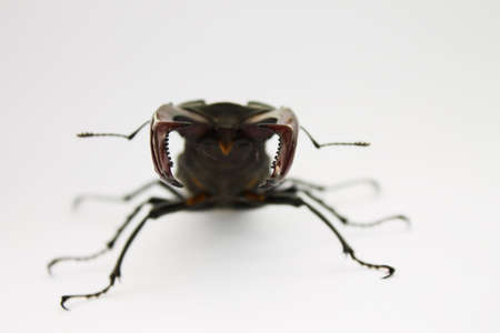 horns stag beetle closeup on a light background, shallow depth of field