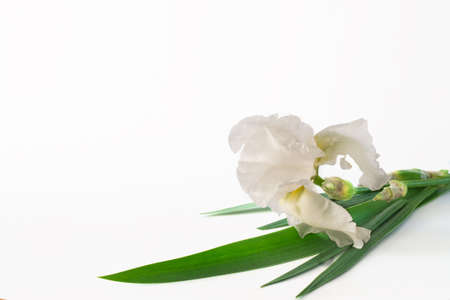 big white flower iris on a white background. not isolateの写真素材