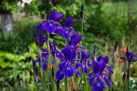 bush blue flowers of the iris in the natural environment of garden on a blurred backgroundの写真素材