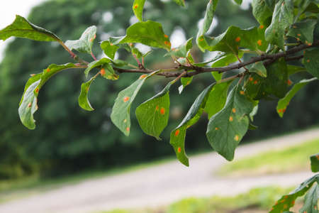 natural photo plum tree branche with leaves affected by the diseaseの写真素材
