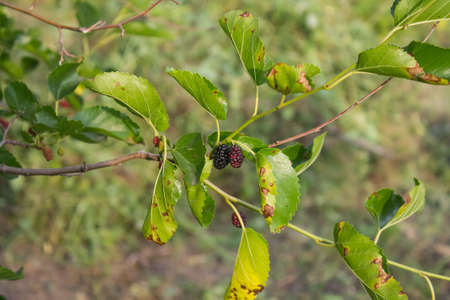 candid photos Mulberry branch with fruits and leaves of affectedの写真素材