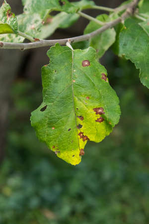 tree leaf diseased closeup on the blurry backgroundの写真素材