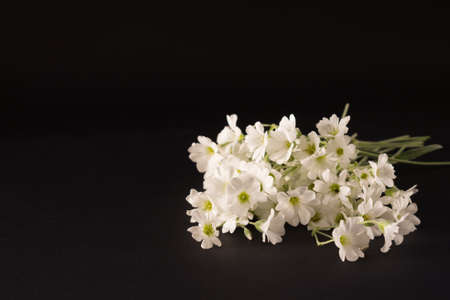 bouquet of small white flowers closeup on a black textural backgroundの写真素材