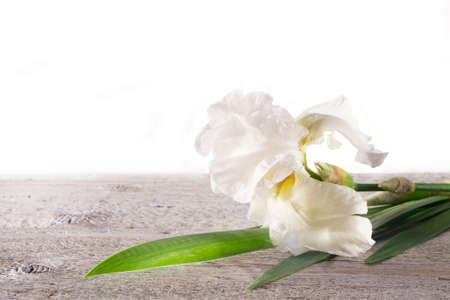 blossoming branch of a large white flower iris on a light wooden backgroundの写真素材