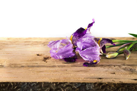 flowers branch purple irises on a wooden board on a light backgroundの写真素材