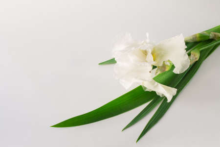 big white flower iris on a light gray background