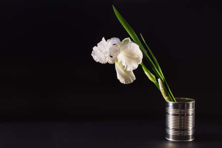 big white flower iris in a tin  on a black textural backgroundの写真素材