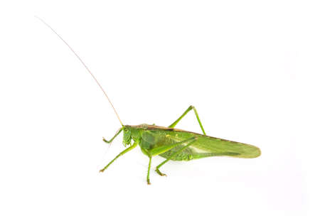 big green grasshopper on a white background. Tettigonia viridissima. not isolatedの写真素材