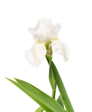 Isolated big white iris flower on a white background. saved pathの写真素材