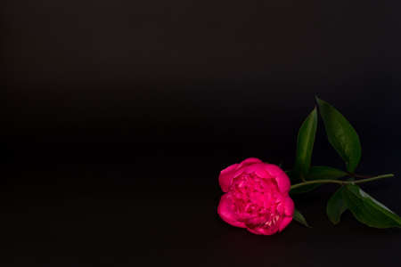 pink peony flower with leaves on a black backgroundの写真素材