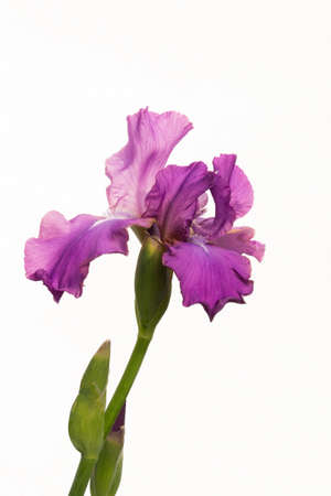 big flower purple iris on a white background. do not isolateの写真素材