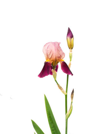two-tone purple iris branch on a white background. not isolatedの写真素材