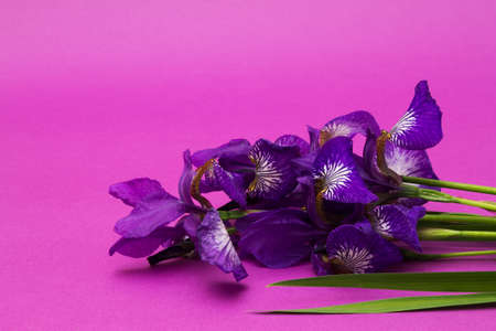 bouquet of purple flowers  closeup on a violet irises textural backgroundの写真素材