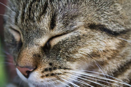 muzzle cat with eyes closed, closeup. portraitの写真素材