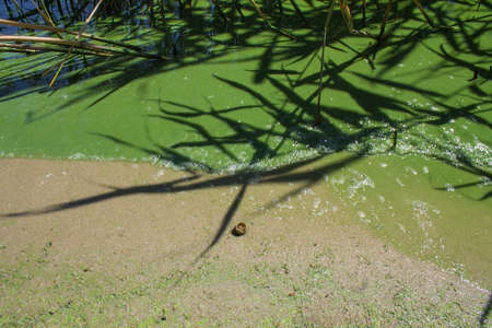 Water pollution. algal blooms, green  beach on the lakeの写真素材