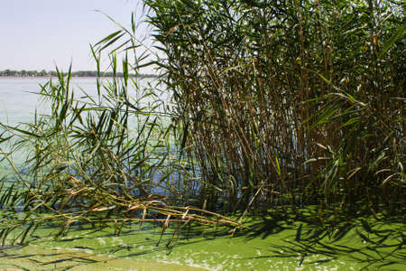 Water pollution. ecology. blooming pond.  algal blooms, green  water on the lakeの写真素材